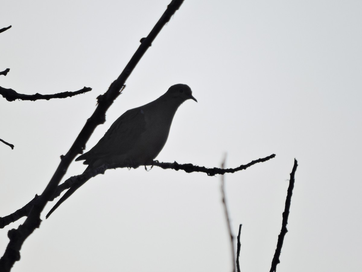 Mourning Dove - ML343965591