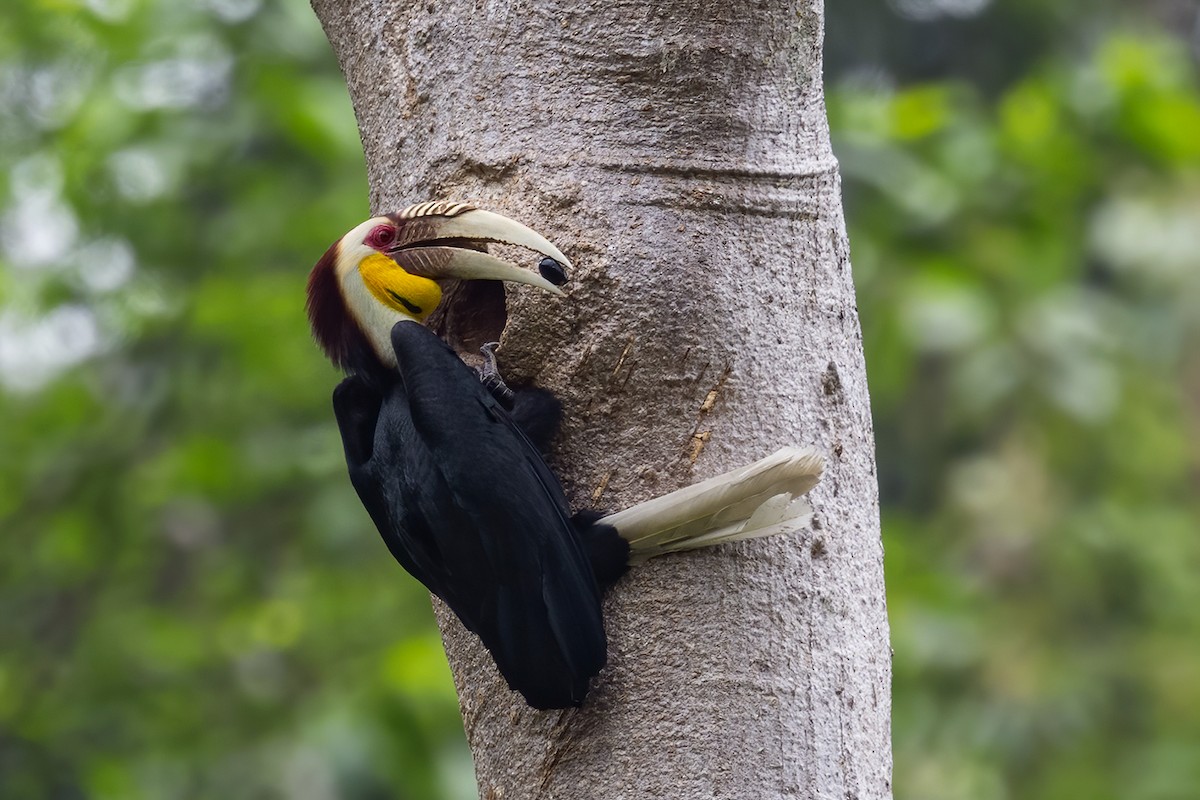 Wreathed Hornbill - Su Li