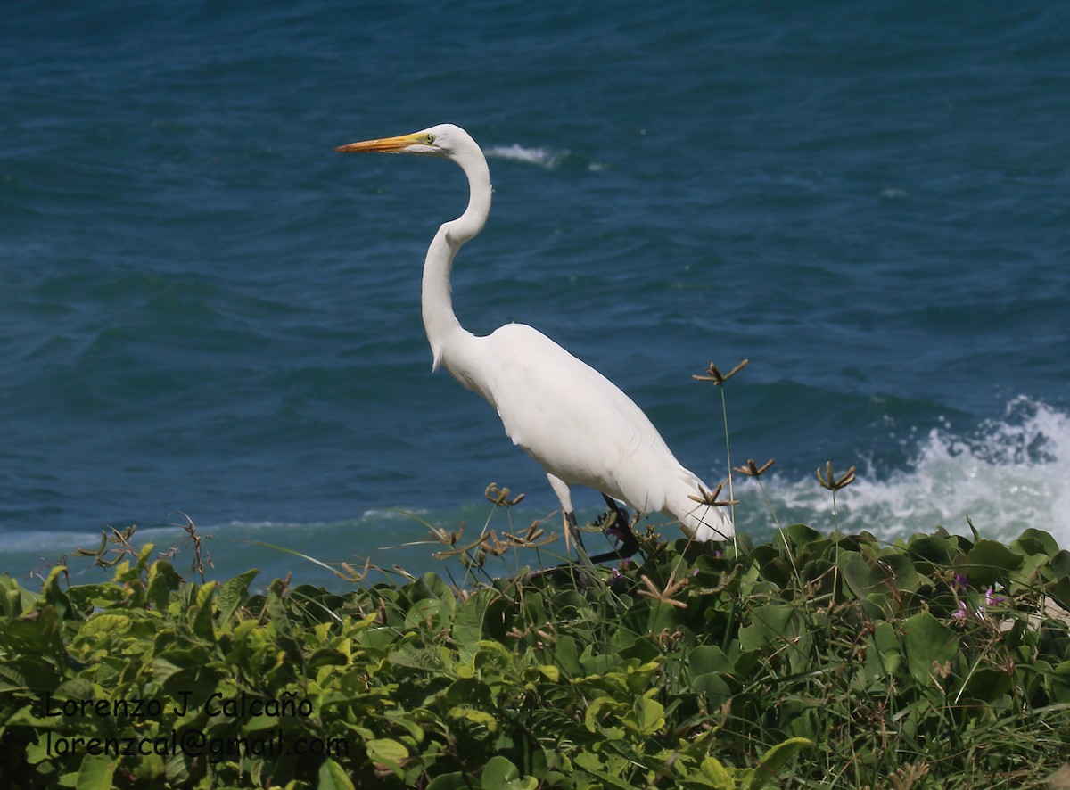 Great Egret - Lorenzo Calcaño