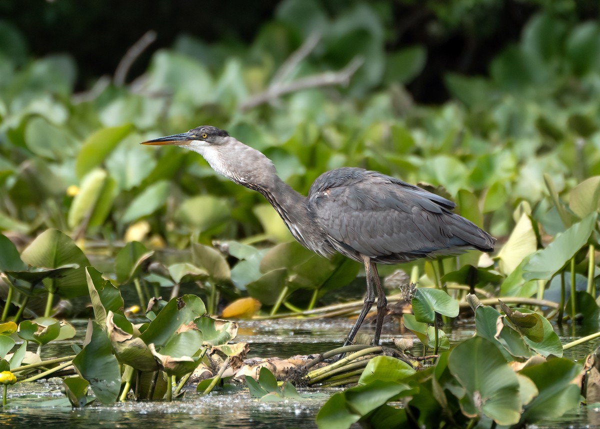 Great Blue Heron - ML343966911