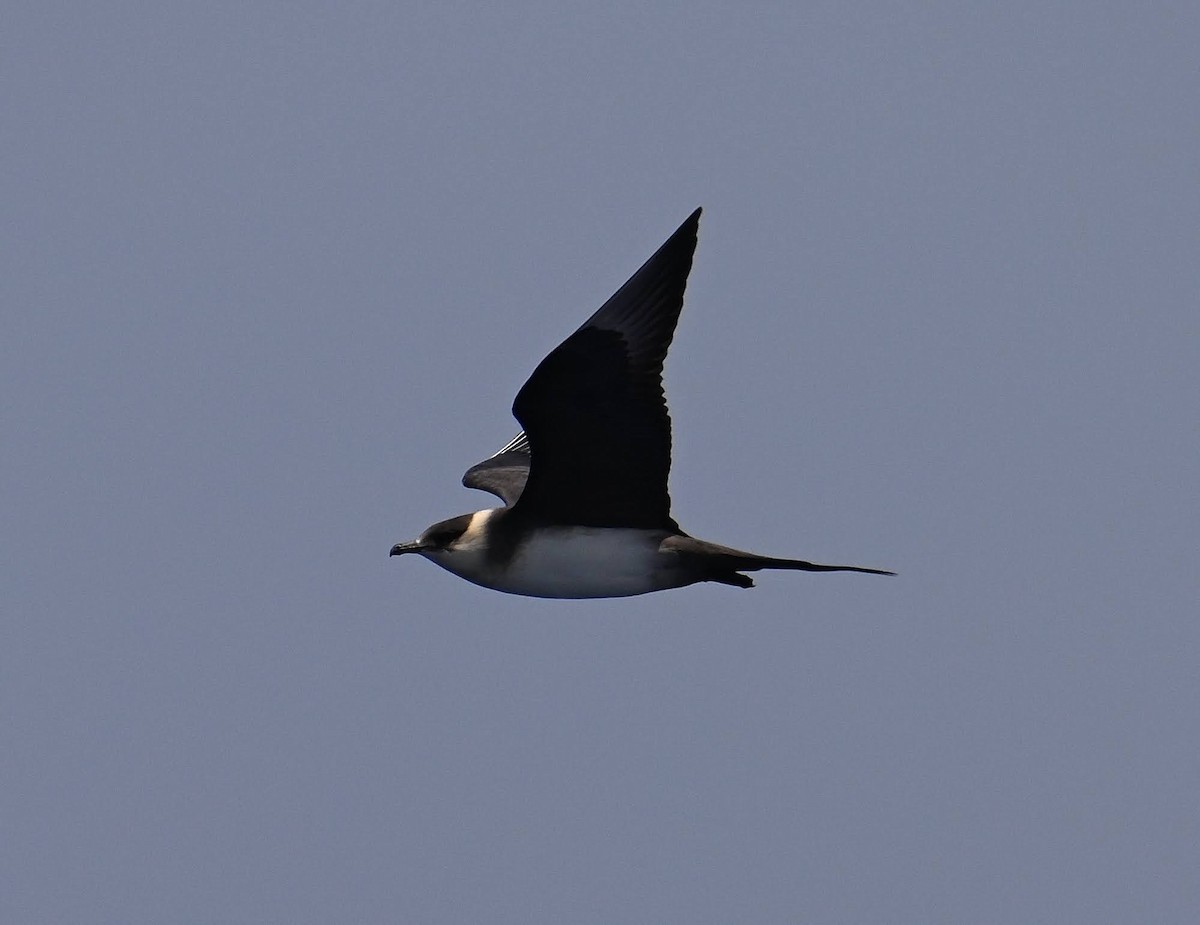 Parasitic Jaeger - Jason Denesevich