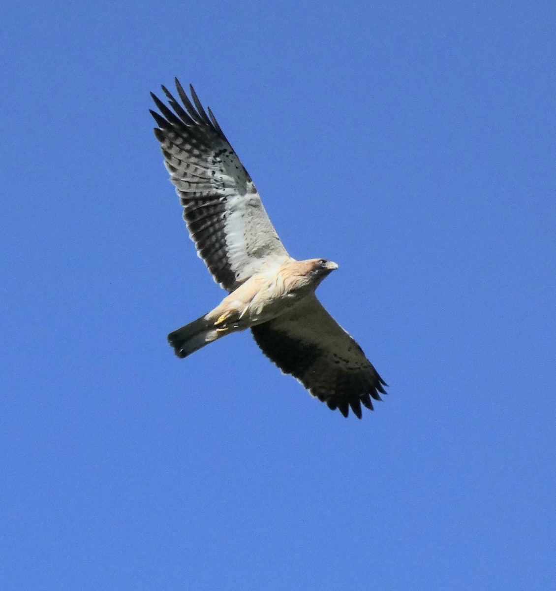 Arrano txikia - ML343969171