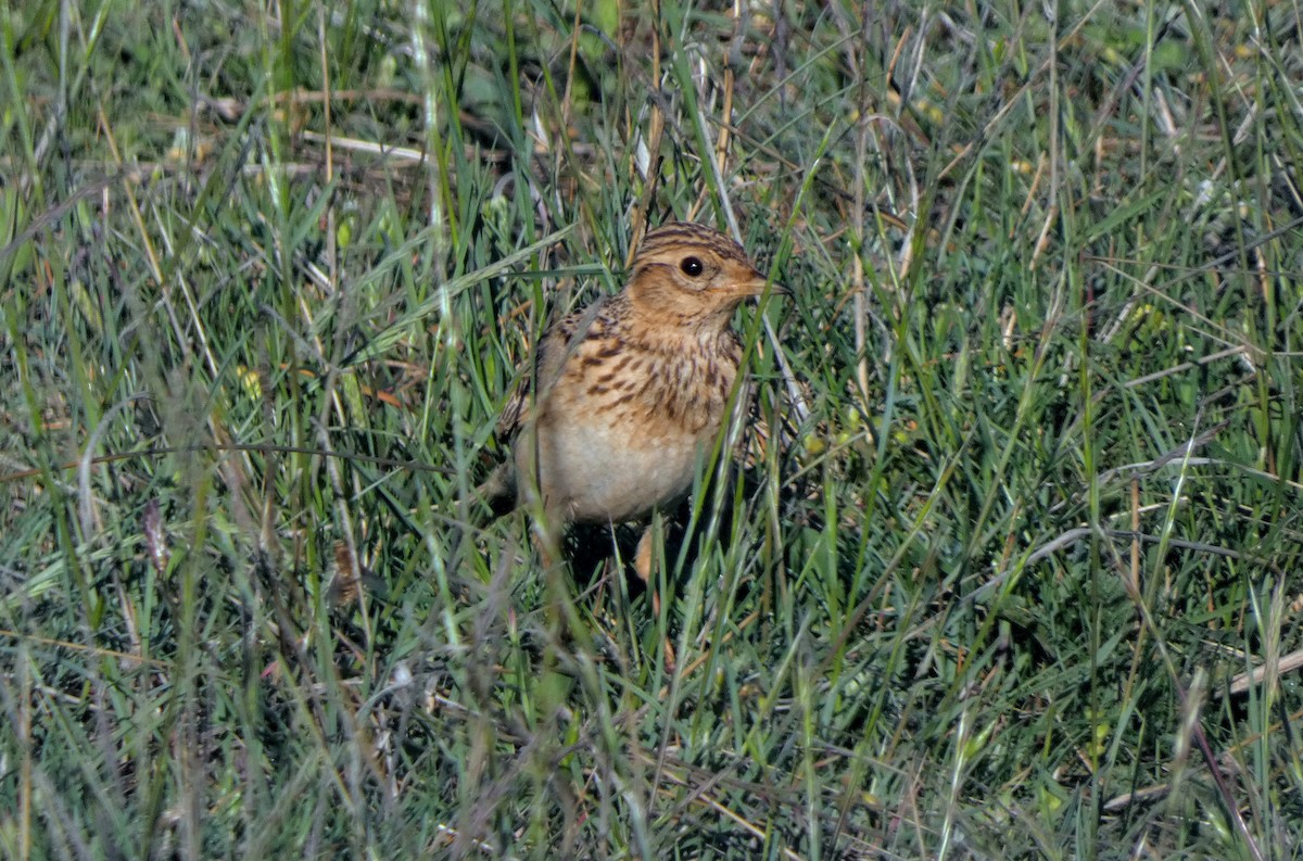 Hegatxabal arrunta - ML343969401