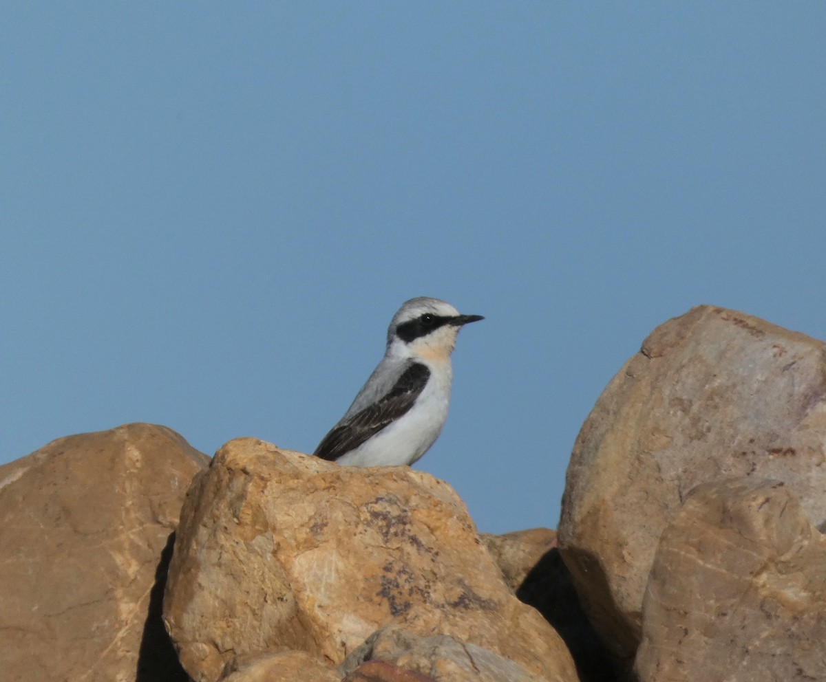 Buztanzuri arrunta - ML343969481