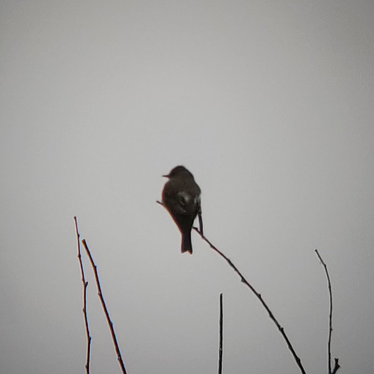 Olive-sided Flycatcher - Kyle Jones