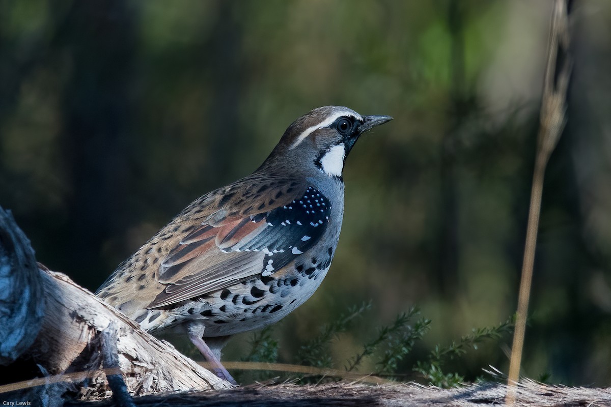 Spotted Quail-thrush - ML343970601