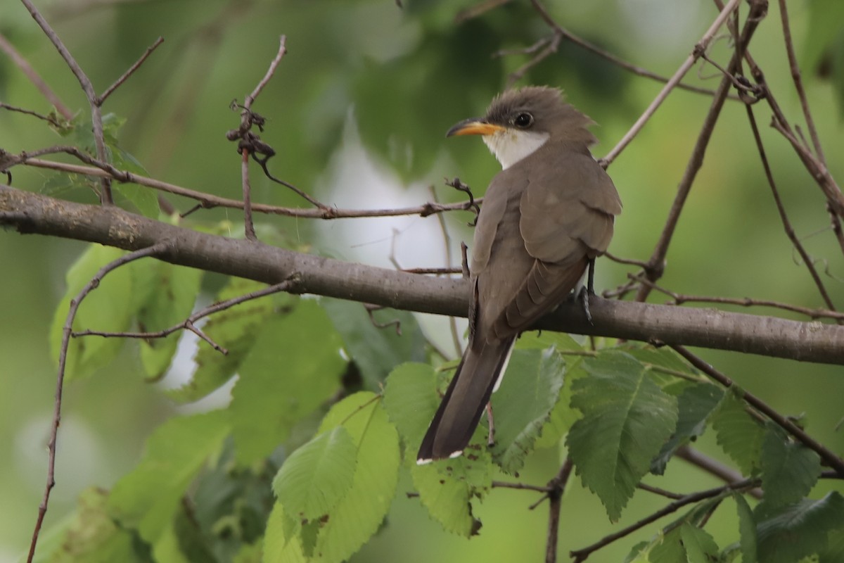 キバシカッコウ - ML343970671