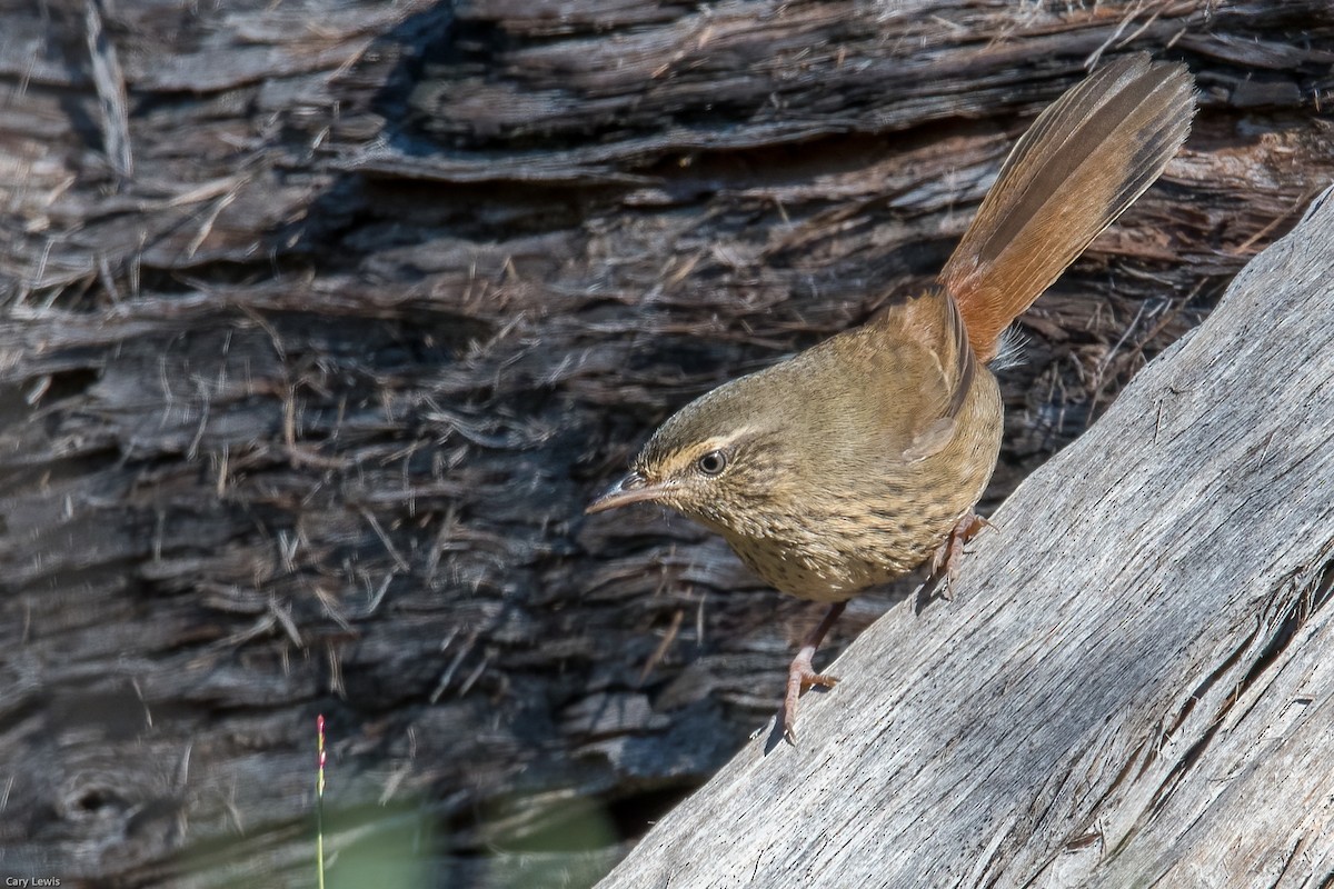Chestnut-rumped Heathwren - ML343970871