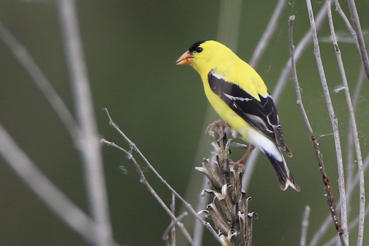 オウゴンヒワ - ML343970881