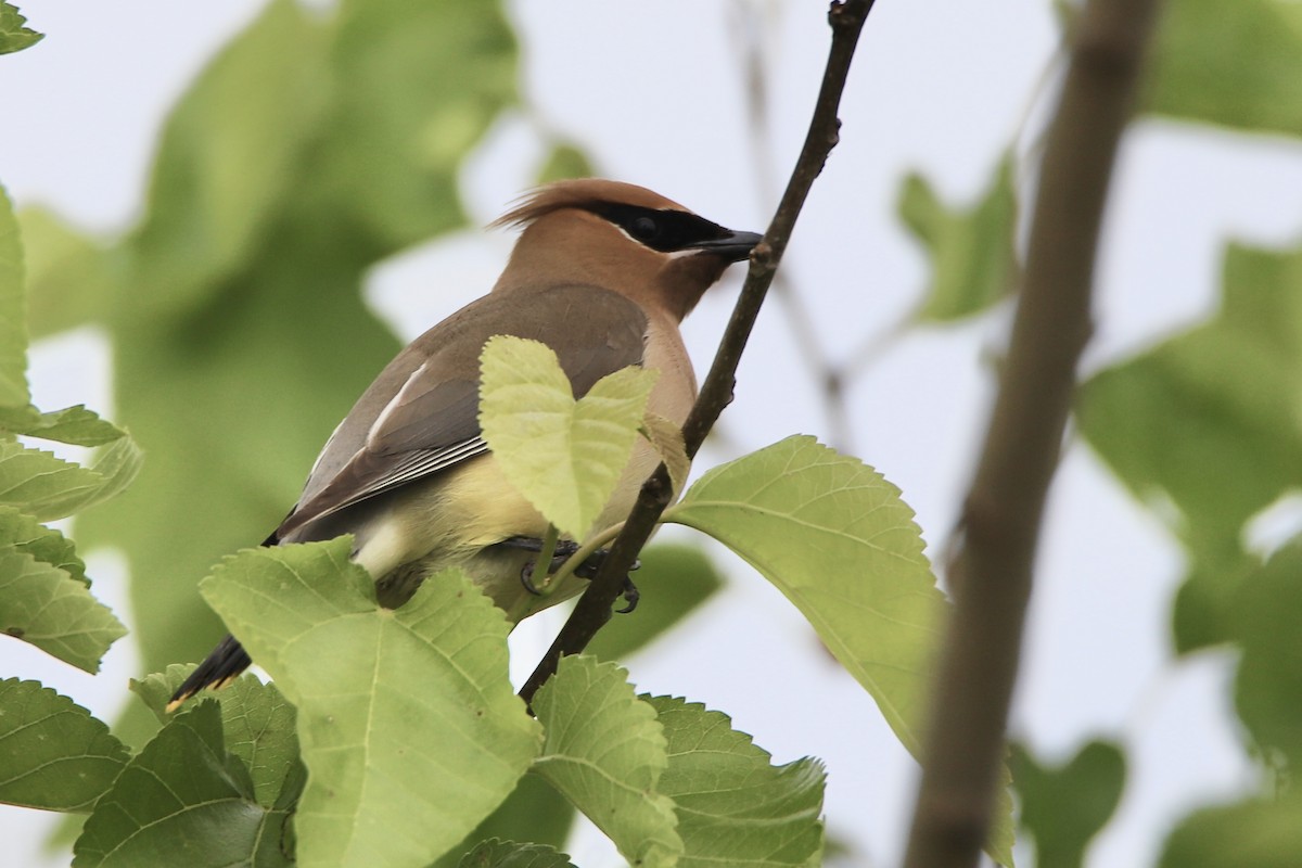 ヒメレンジャク - ML343970891