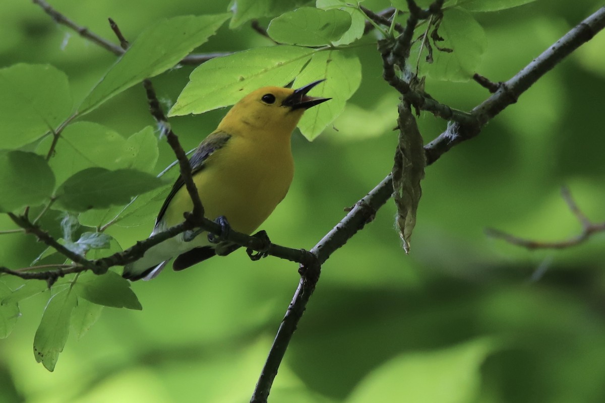 オウゴンアメリカムシクイ - ML343970971