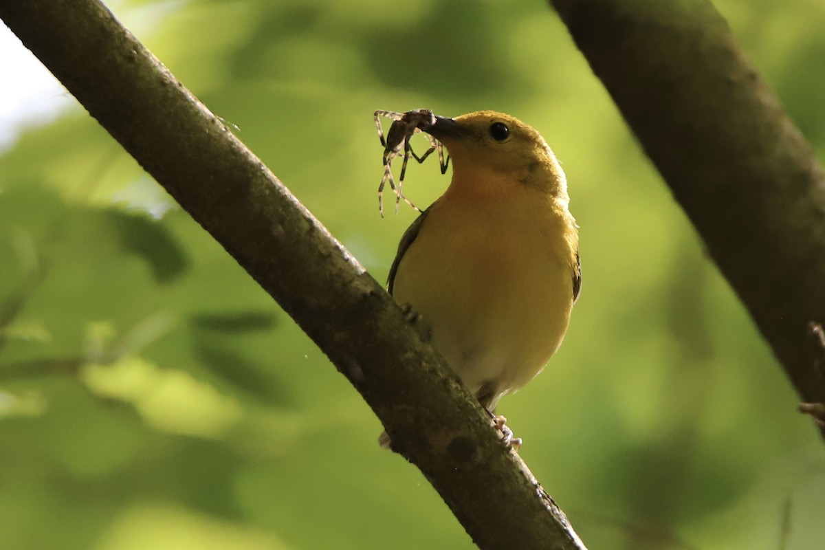 オウゴンアメリカムシクイ - ML343971001