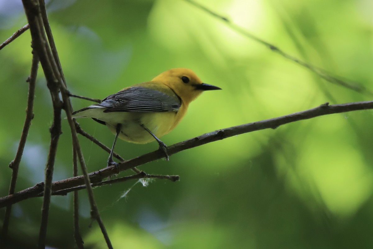 オウゴンアメリカムシクイ - ML343971011