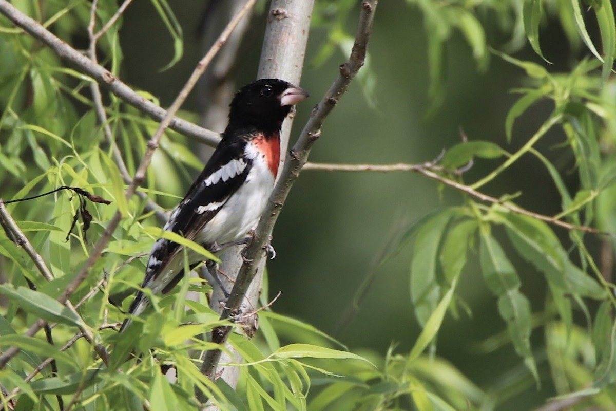 ムネアカイカル - ML343971161