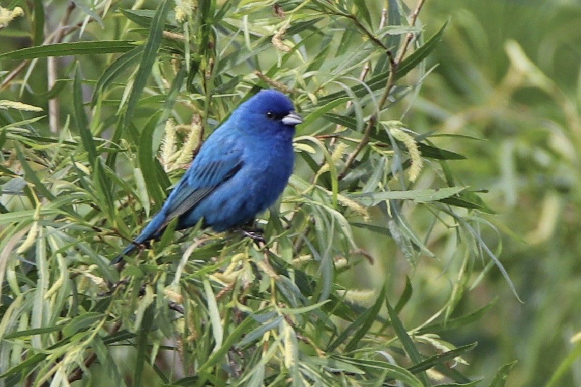 ルリノジコ - ML343971191