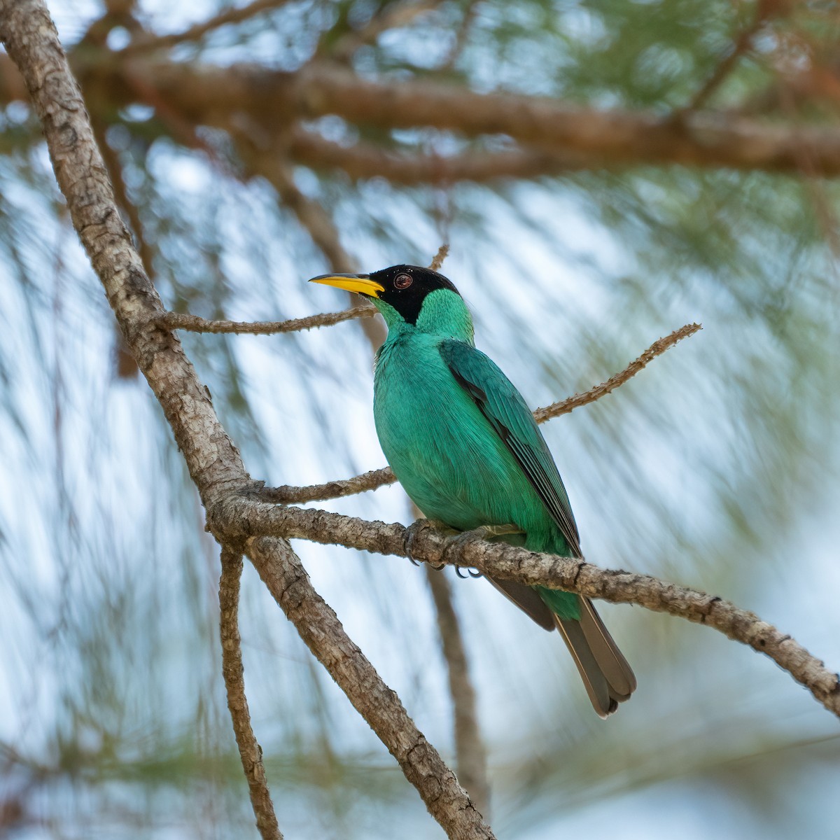 Green Honeycreeper - ML343972051