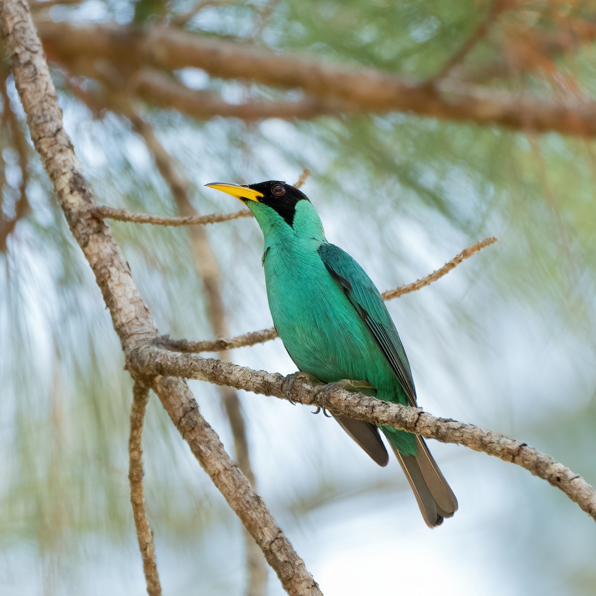 Green Honeycreeper - ML343972061