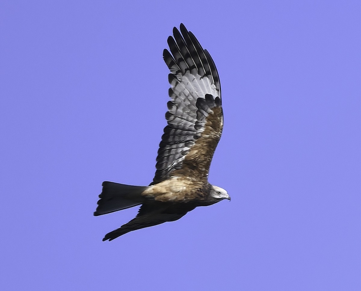 Square-tailed Kite - Steven McBride