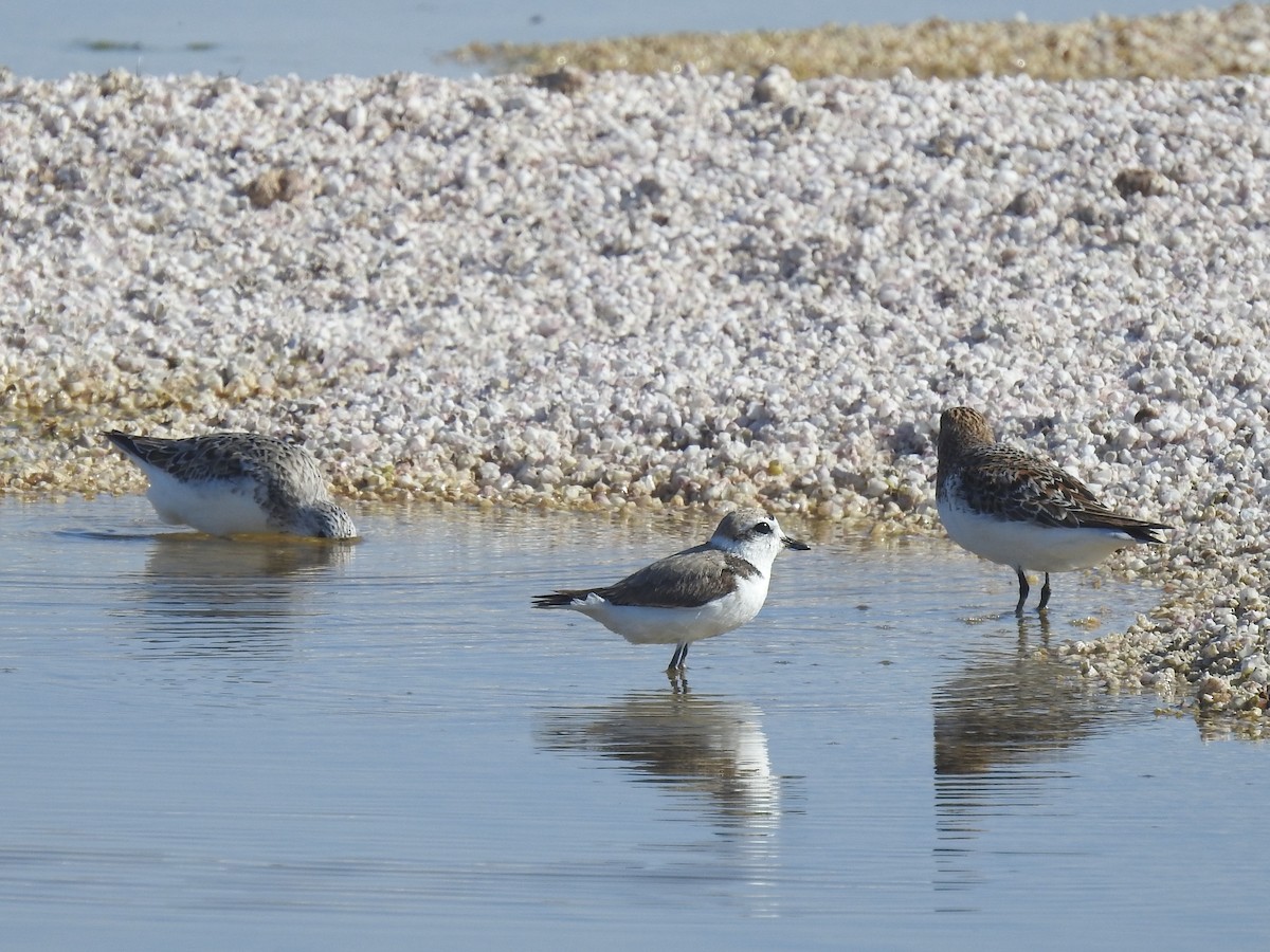 Snowy Plover - ML343974941