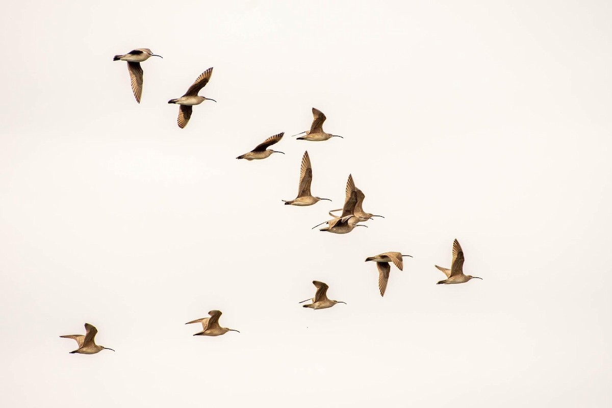 Whimbrel - Anonymous