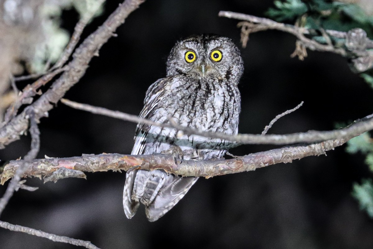 Whiskered Screech-Owl - ML343976521