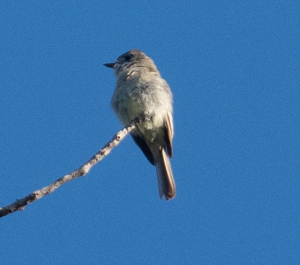 חטפית Empidonax בלתי-מזוהה - ML343977601