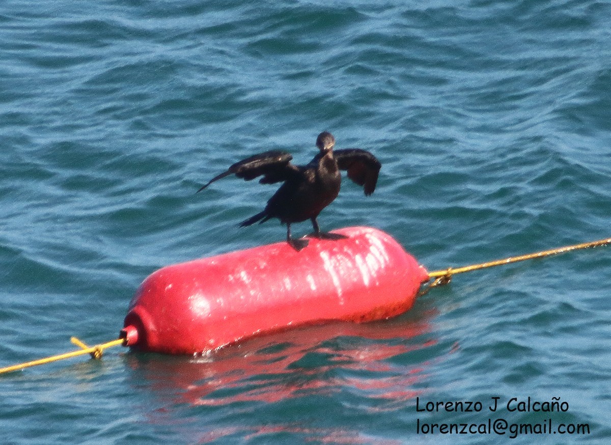 Cormorán Biguá - ML343978691