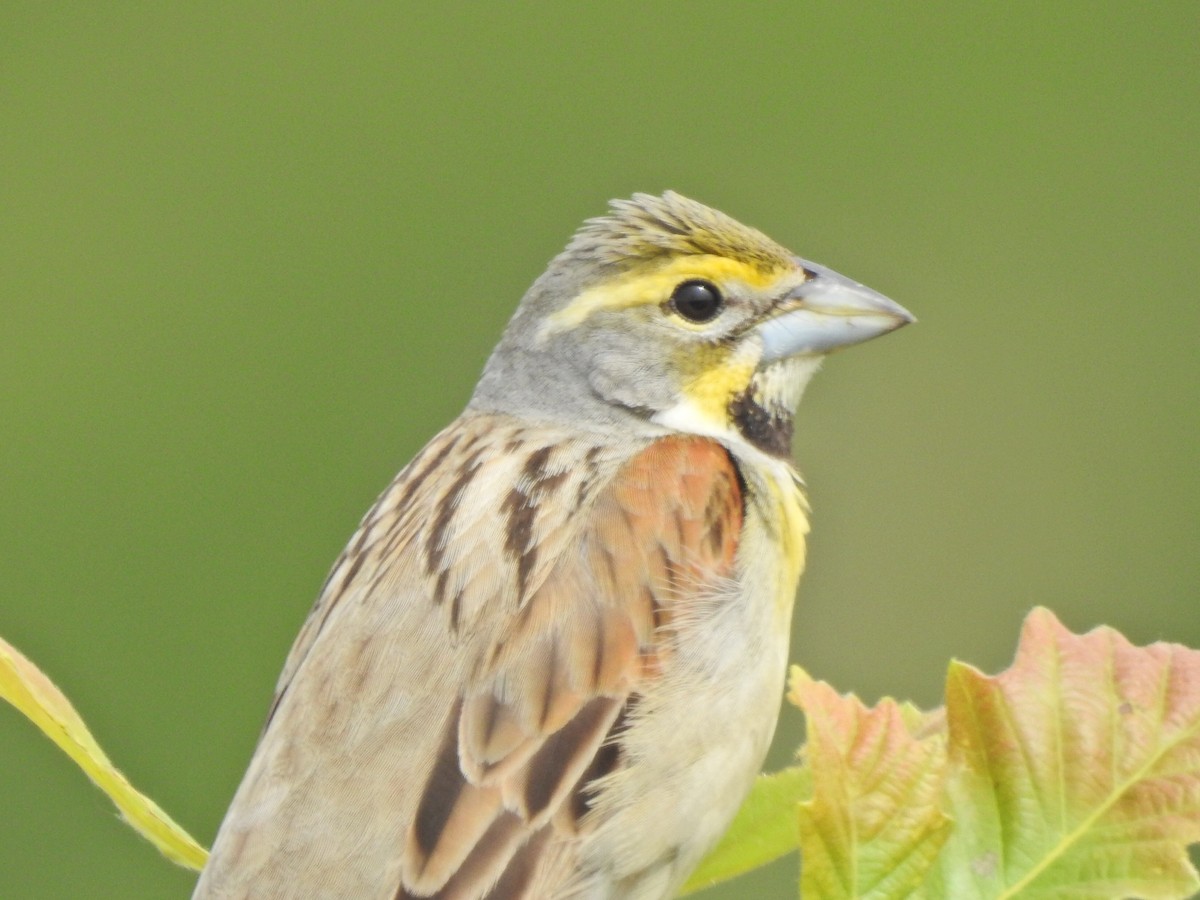 Dickcissel - ML343983891