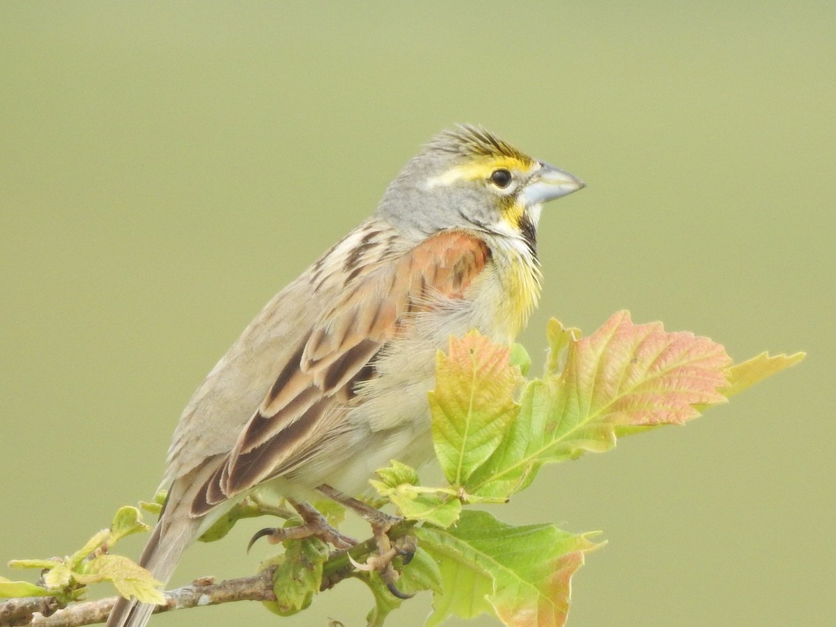 Dickcissel - Jeff Goff