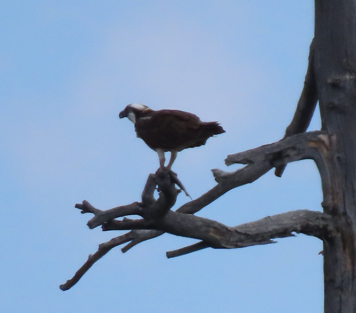 Águila Pescadora - ML343984021