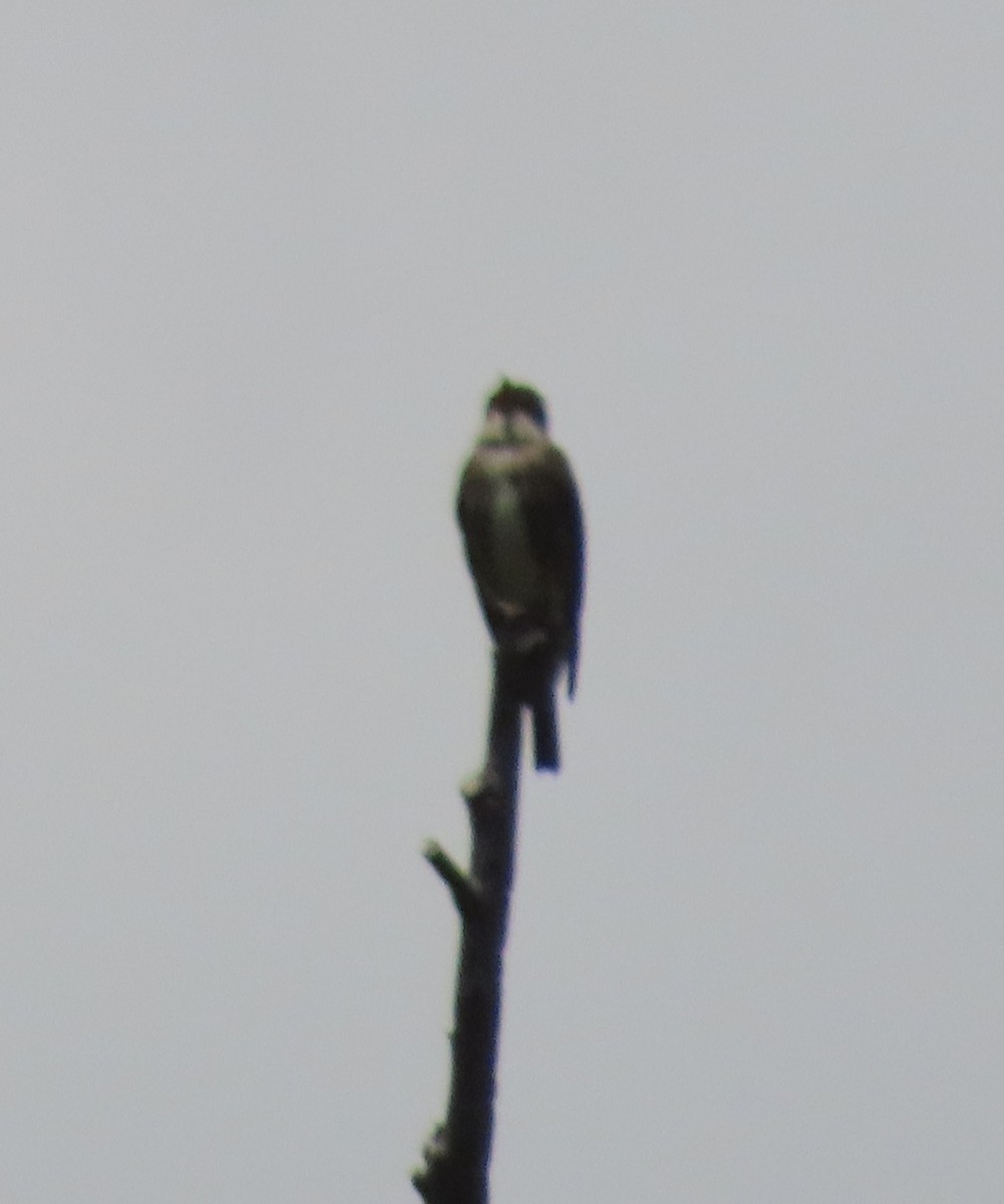 Olive-sided Flycatcher - ML343984081