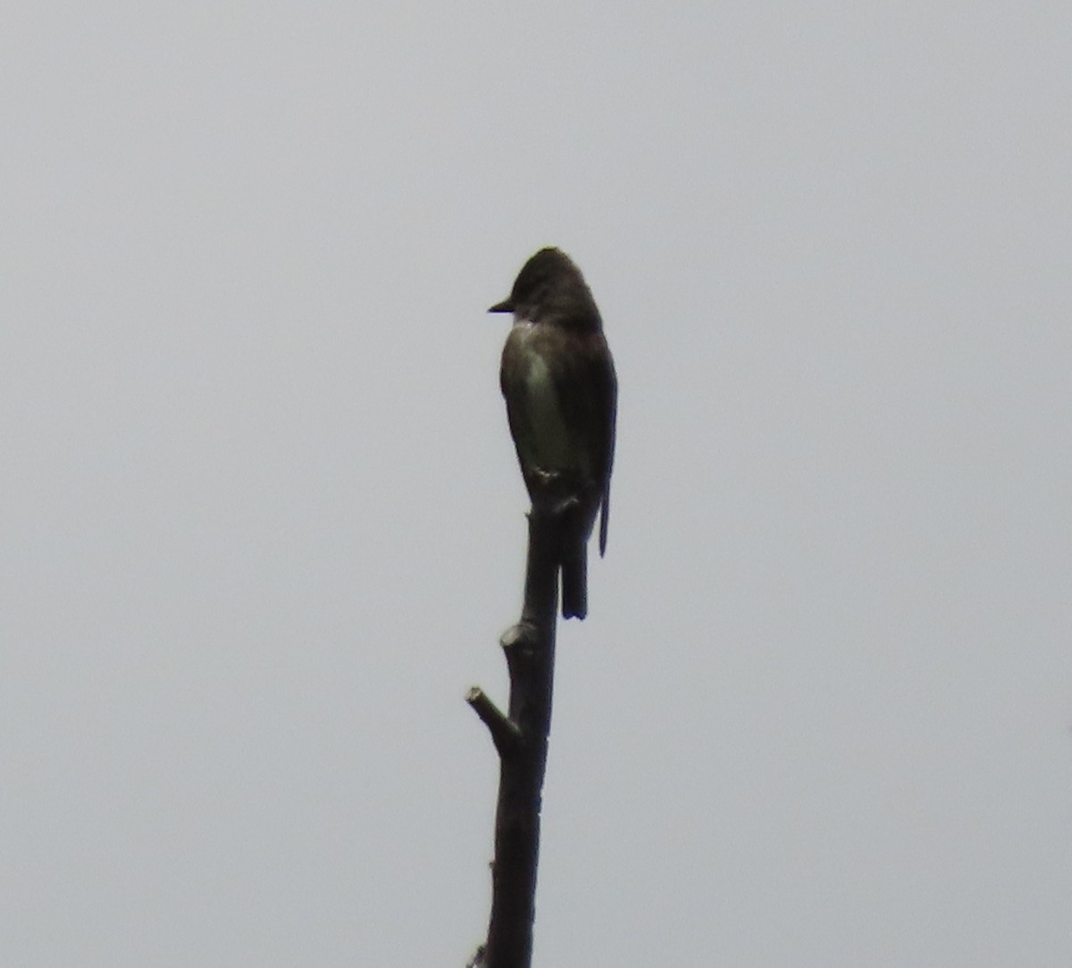 Olive-sided Flycatcher - ML343984141