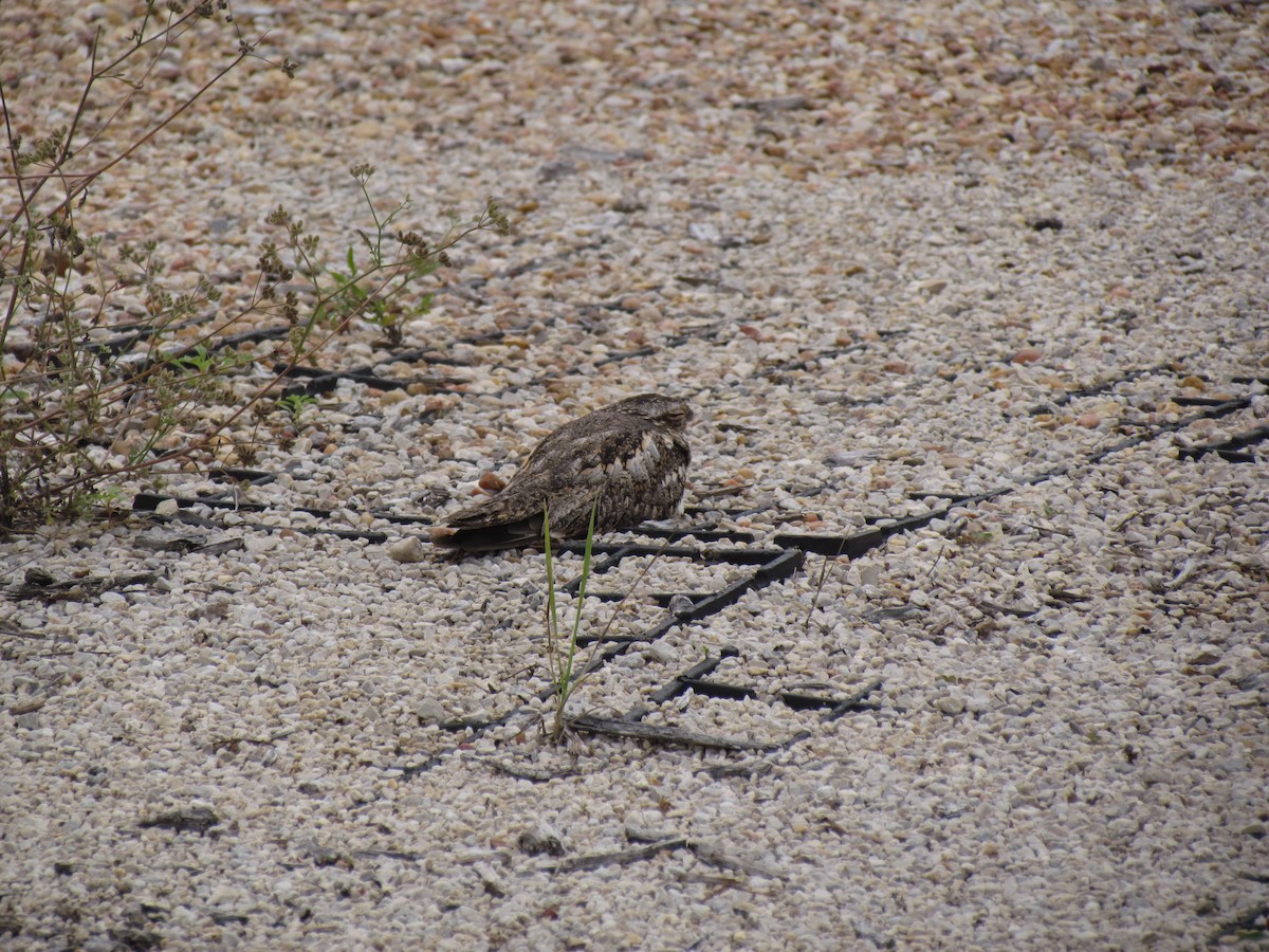 nighthawk sp. - Dodge Engleman