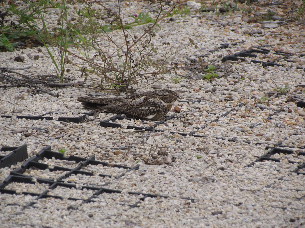 ub. natthauk (Chordeiles sp.) - ML343986191