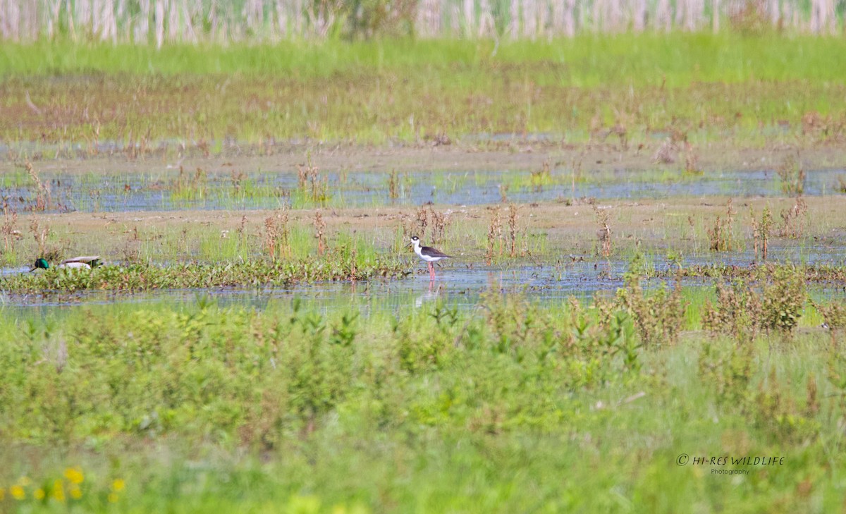Black-necked Stilt - ML343987201