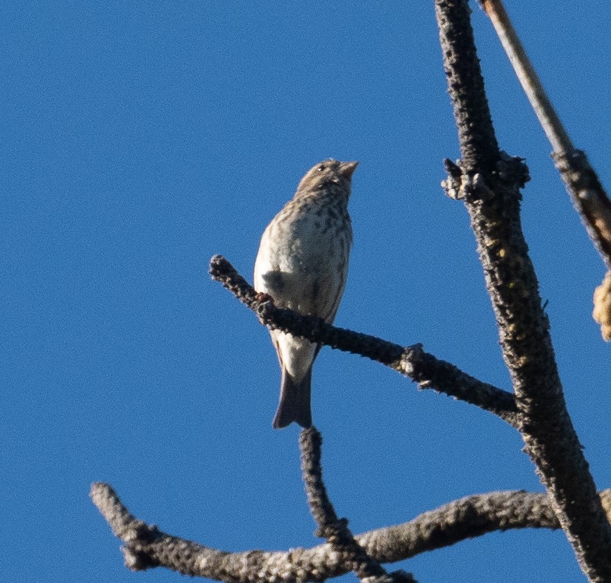 Purple/Cassin's Finch - ML343987441