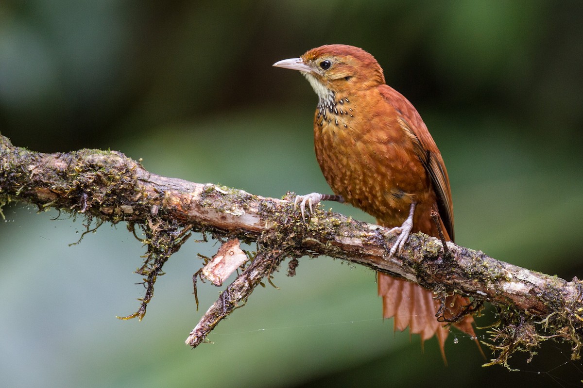 Fulvous-dotted Treerunner - Robert Lewis