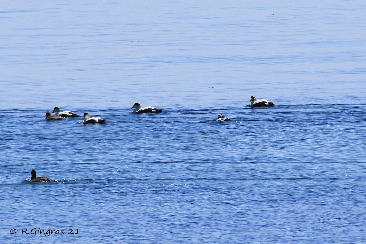 Steller's Eider - ML343989561