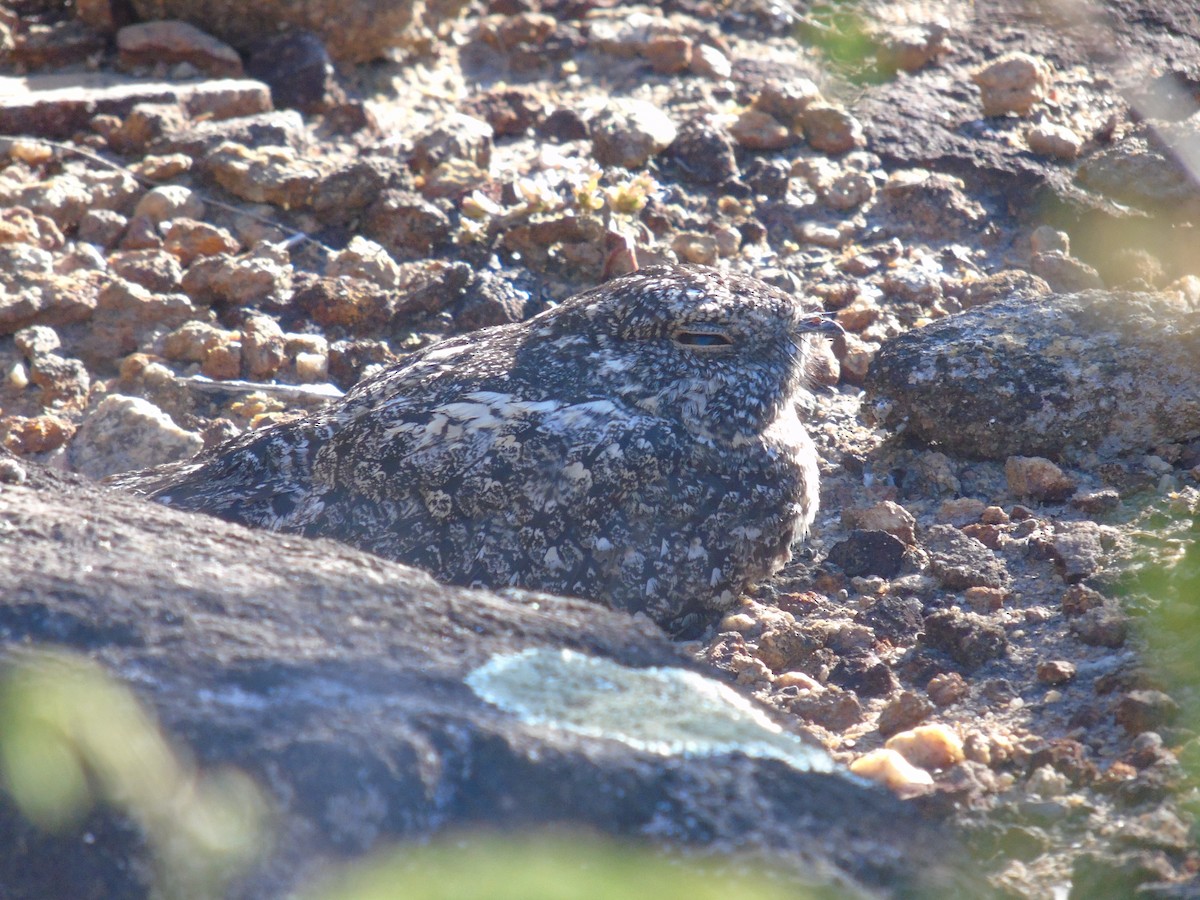 Pygmy Nightjar - WILLIAM MACIEL