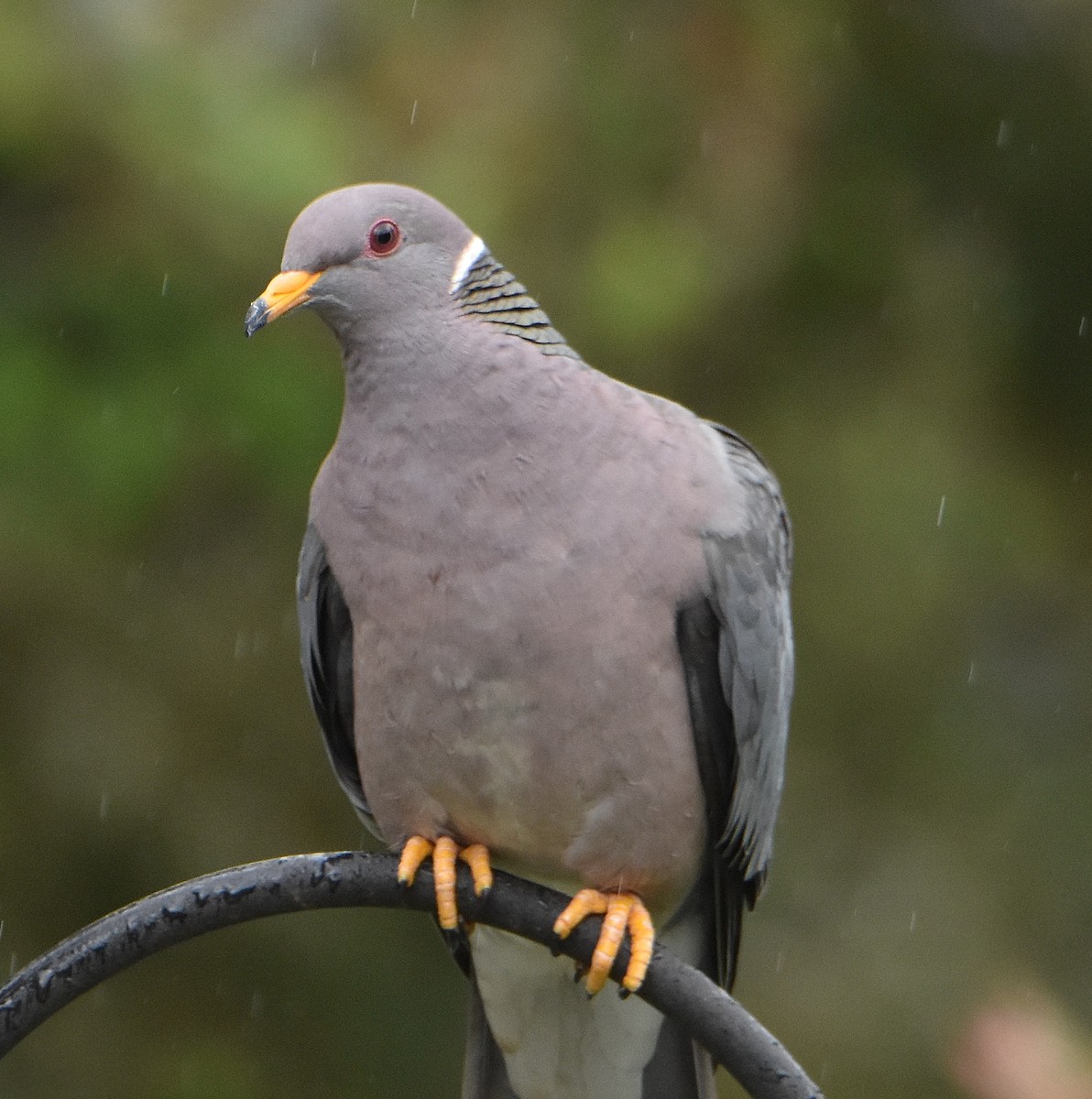 Band-tailed Pigeon - ML343991321