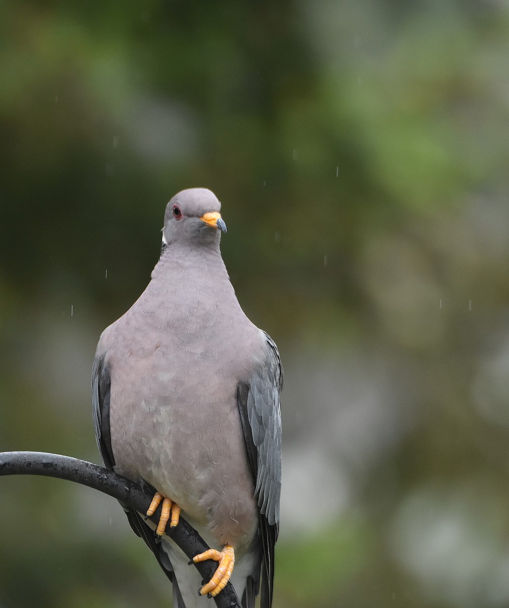 Band-tailed Pigeon - ML343992191