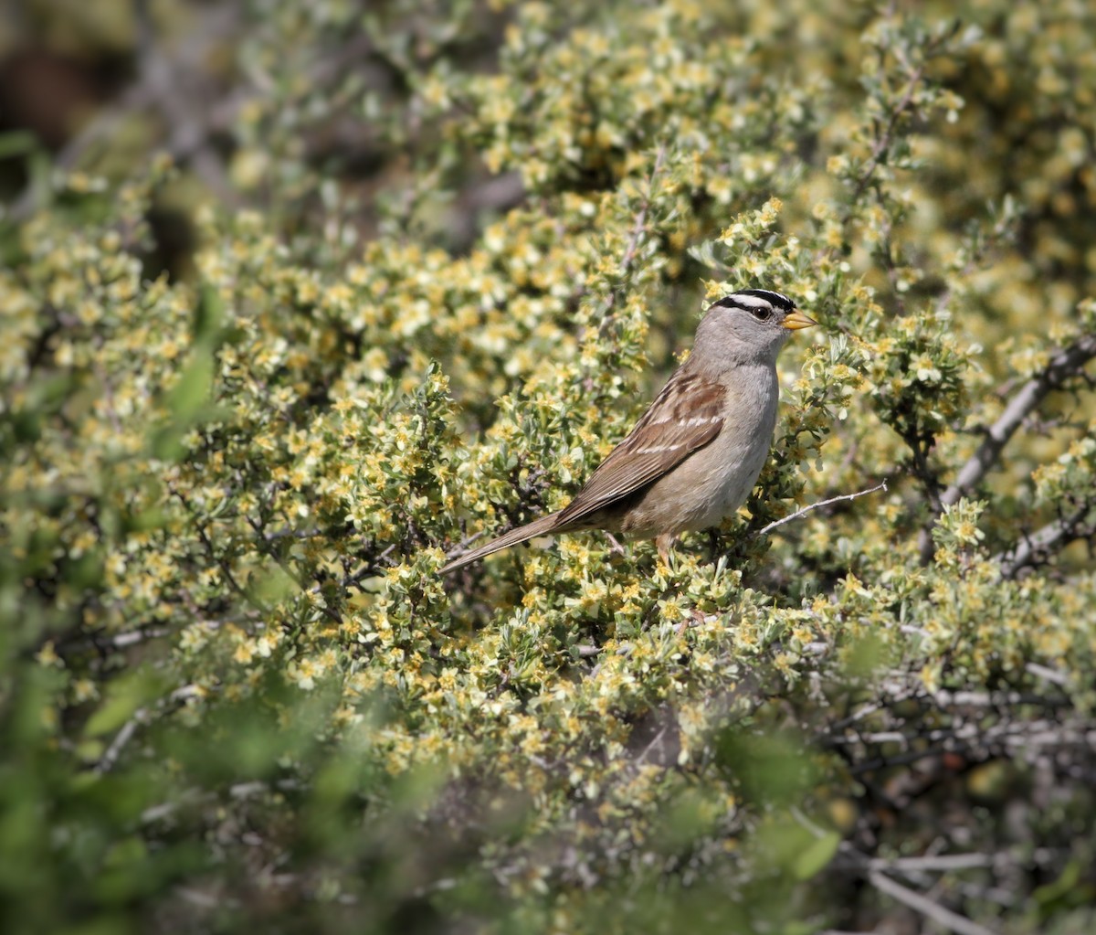 White-crowned Sparrow - ML343994521
