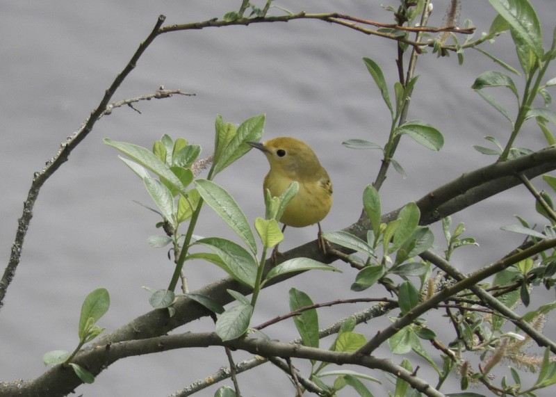 Yellow Warbler - ML343995641