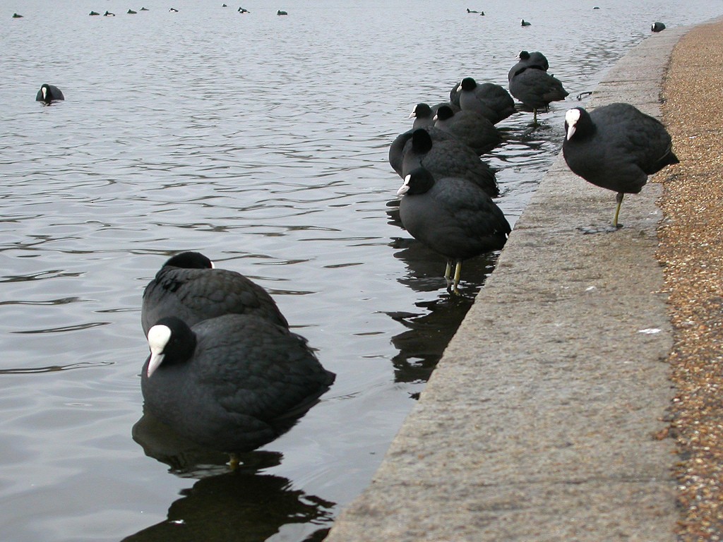 Eurasian Coot - Lynden Schofield