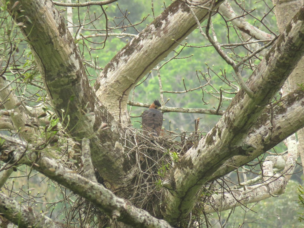 Ornate Hawk-Eagle - ML343998931