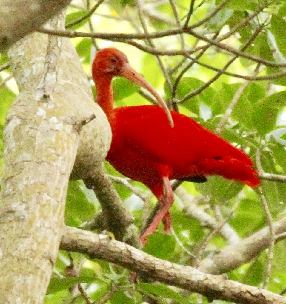 Scarlet Ibis - Connie Lintz