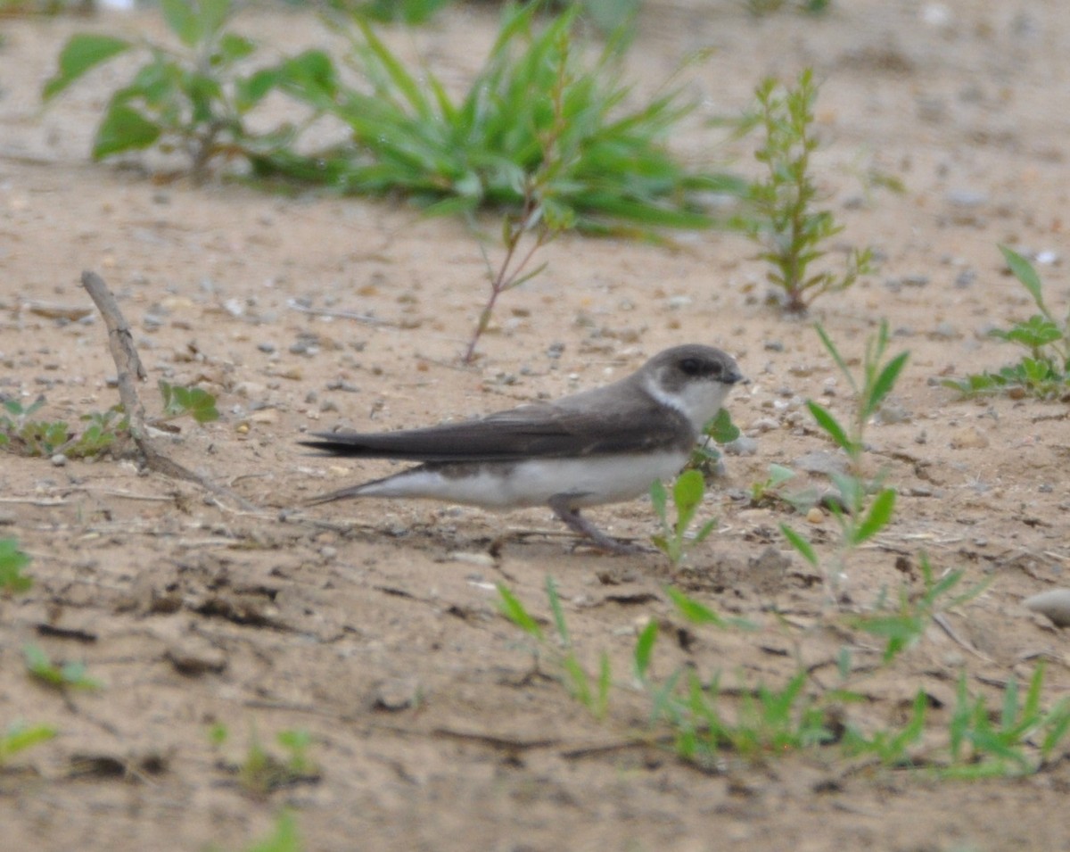 Bank Swallow - ML344001671