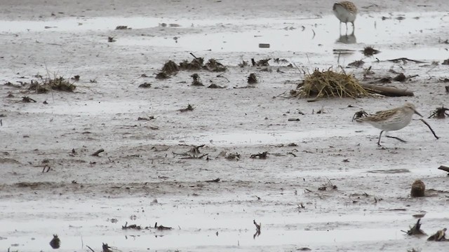 White-rumped Sandpiper - ML344002221