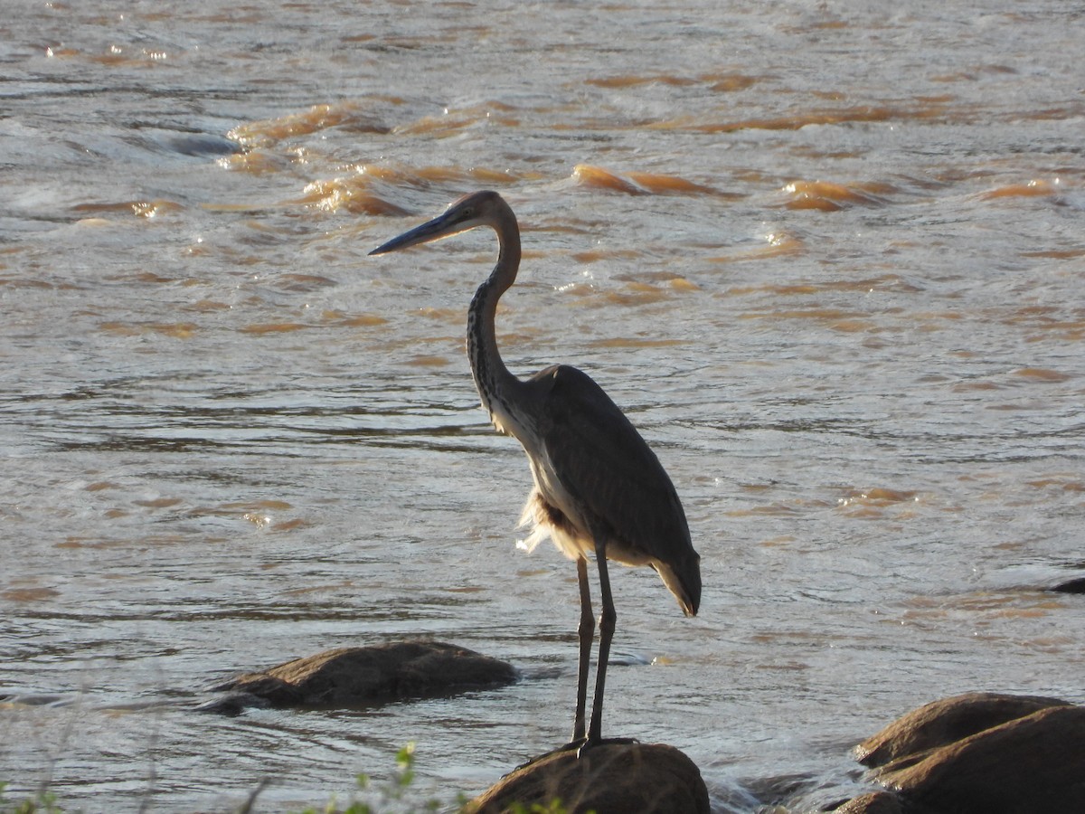 Goliath Heron - Victor Ikawa