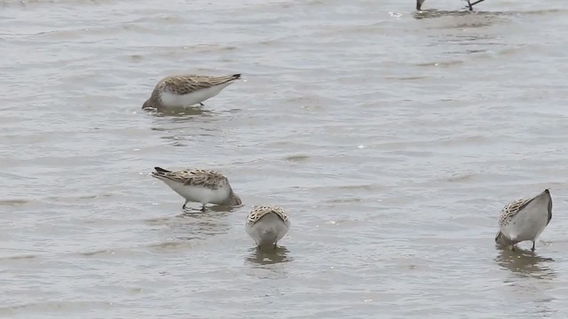 Semipalmated Sandpiper - ML344002591